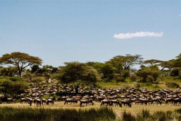 5-DAY PRIVATE SAFARI – SEPTEMBER MIGRATION EXPERIENCE