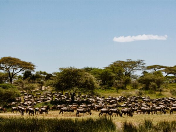 5-DAY PRIVATE SAFARI – SEPTEMBER MIGRATION EXPERIENCE