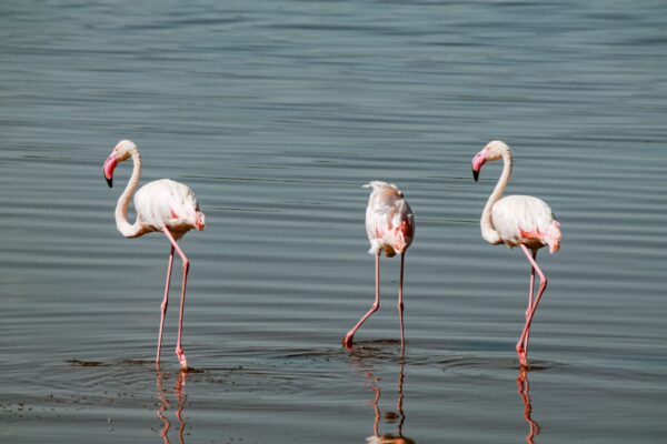 4-DAY SAFARI TARANGIRE, LAKE MANYARA & NGORONGORO CRATER