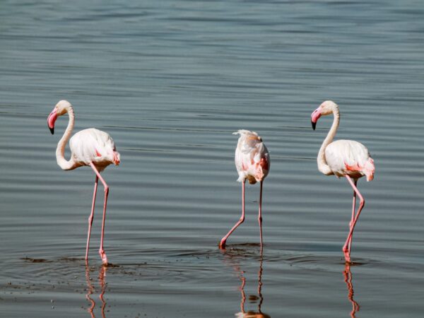 4-DAY SAFARI TARANGIRE, LAKE MANYARA & NGORONGORO CRATER