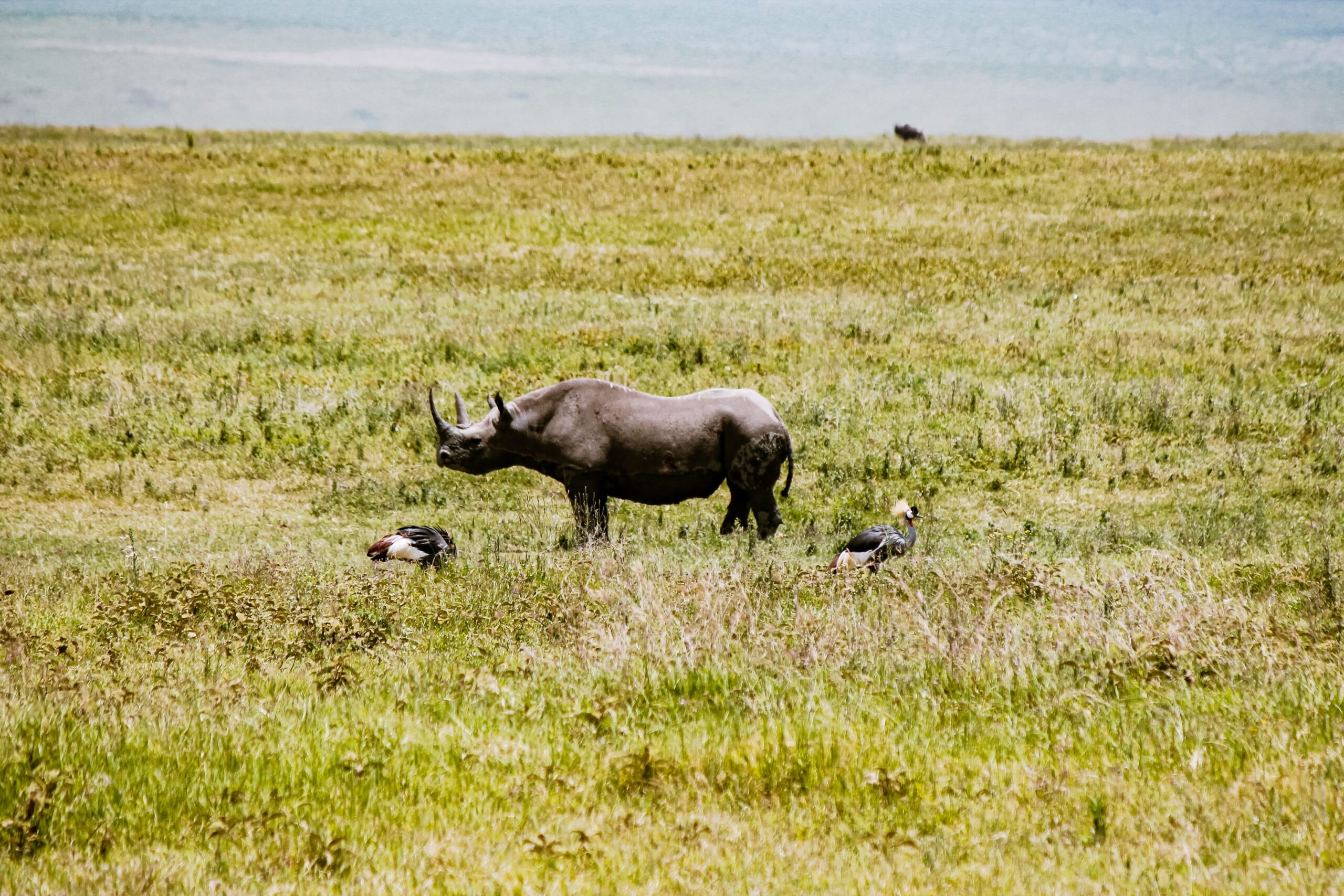 Ngorongoro
