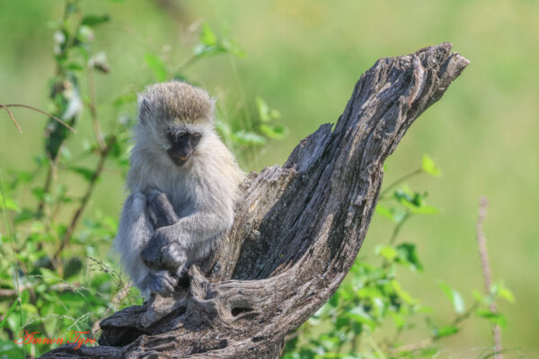 Luxury Fly-In Serengeti Safari – 6 Days / 5 Nights