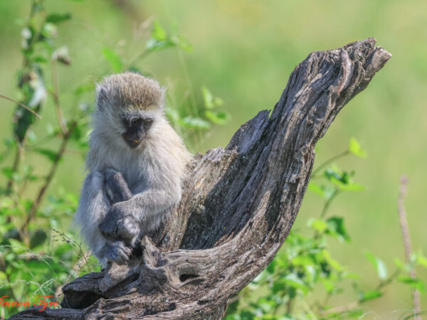 Luxury Fly-In Serengeti Safari – 6 Days / 5 Nights