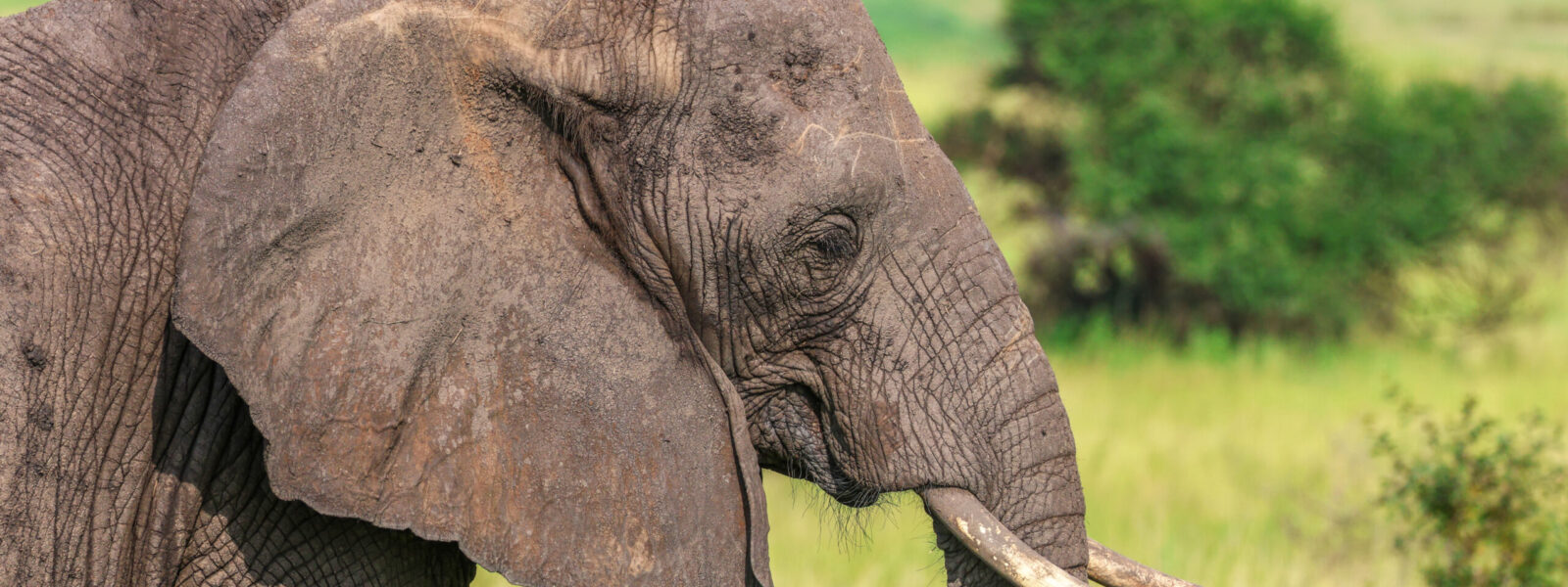 Tarangire National Park