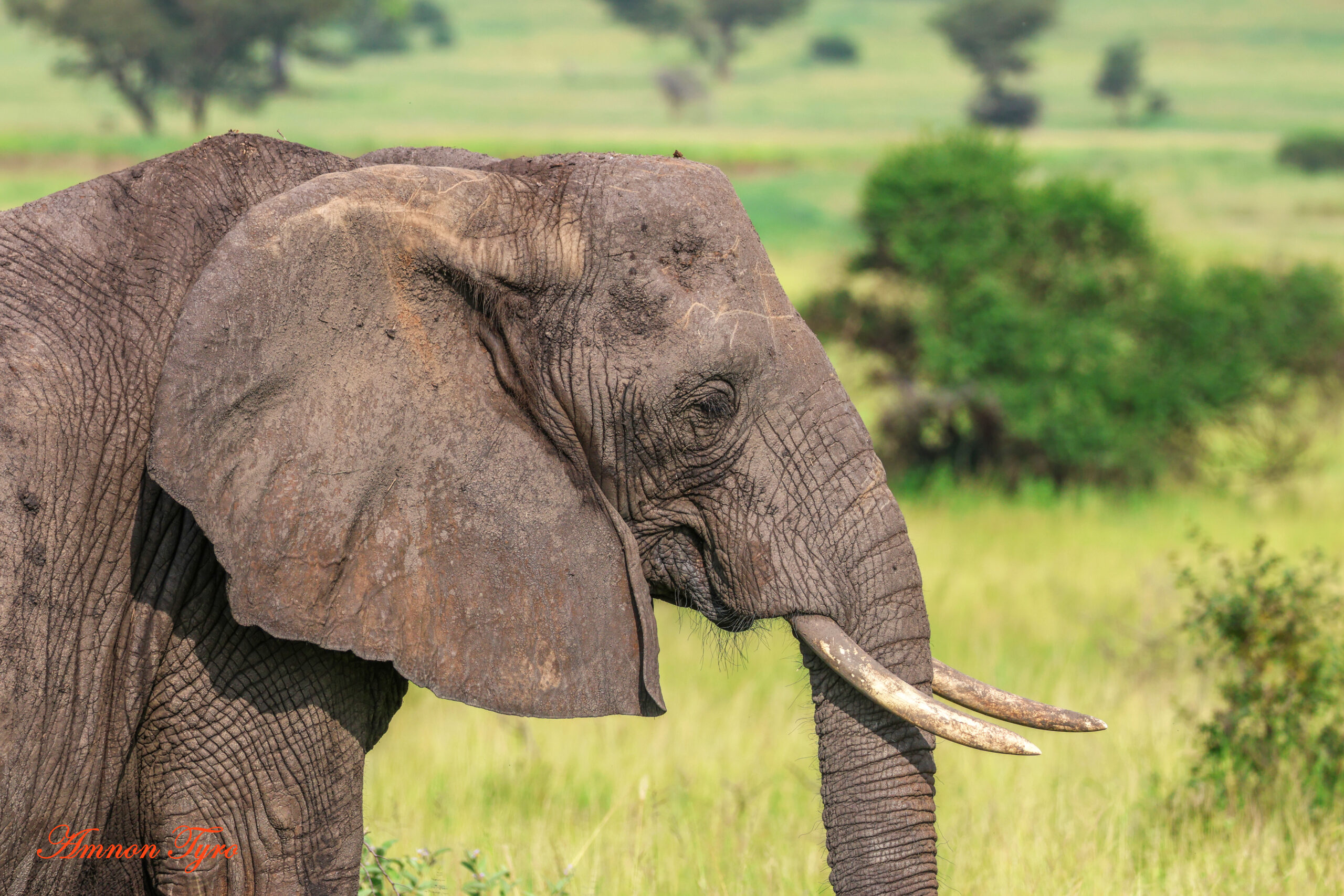 Tarangire National Park