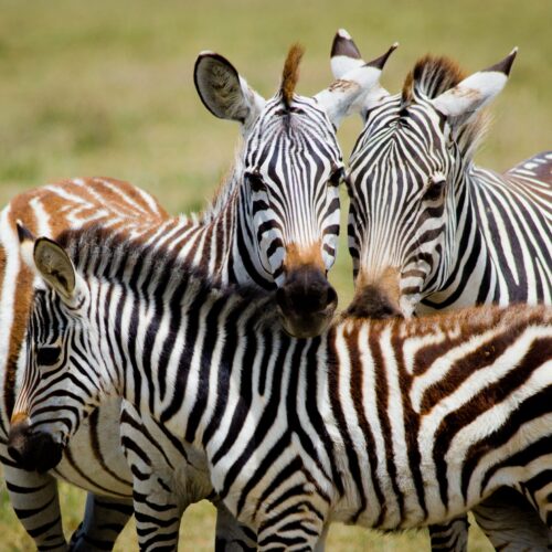 6 – DAY TANZANIA CULTURE, WILDLIFE & ADVENTURE SAFARI