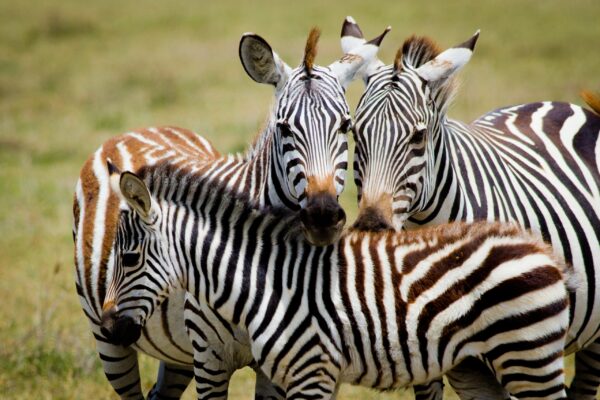 6 – DAY TANZANIA CULTURE, WILDLIFE & ADVENTURE SAFARI