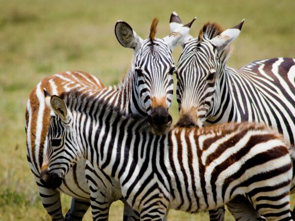 6 – DAY TANZANIA CULTURE, WILDLIFE & ADVENTURE SAFARI