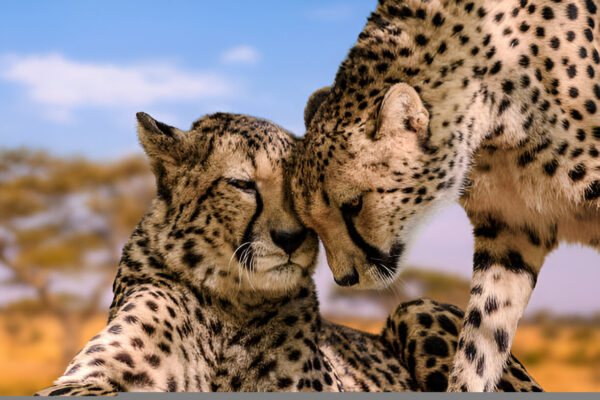 3 Days Romantic Tanzania Escape