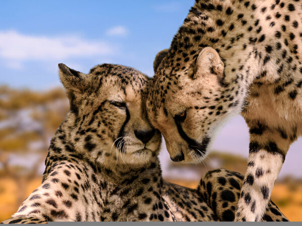 3 Days Romantic Tanzania Escape