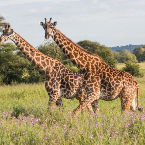 7 DAYS – TANZANIA NORTHERN PARKS SAFARI