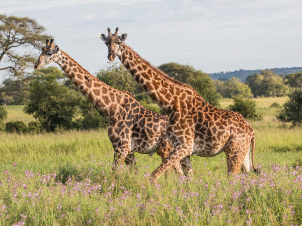 7 DAYS – TANZANIA NORTHERN PARKS SAFARI