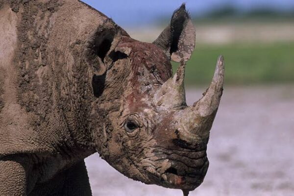 BIG FIVE SAFARI (5 DAYS)