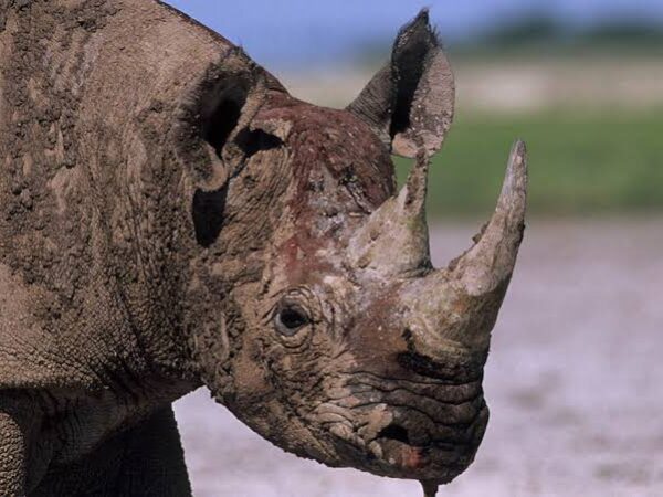 BIG FIVE SAFARI (5 DAYS)