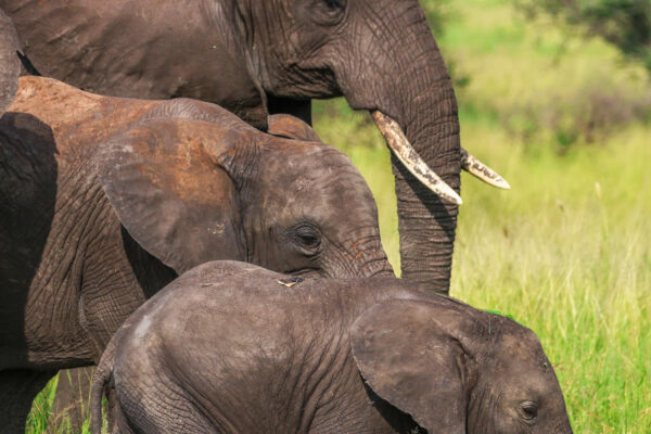 4 -DAY SAFARI TARANGIRE & NGORONGORO CRATER