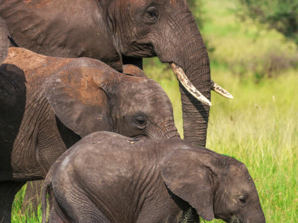 4 -DAY SAFARI TARANGIRE & NGORONGORO CRATER