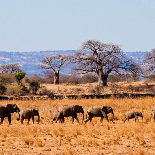 11-Day Northern Tanzania Signature Safari Experience
