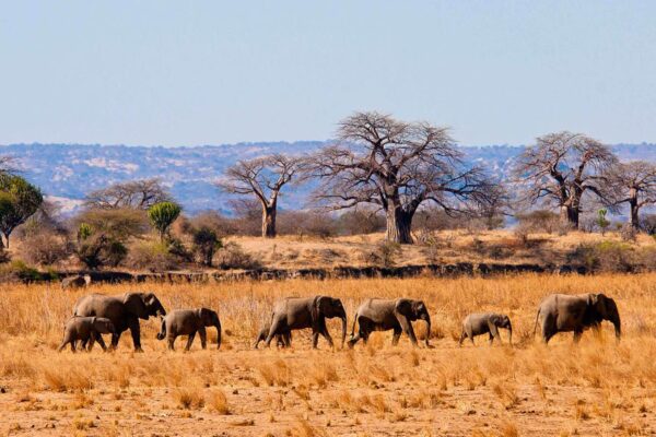 11-Day Northern Tanzania Signature Safari Experience