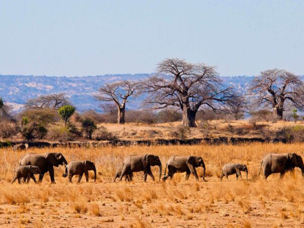 11-Day Northern Tanzania Signature Safari Experience