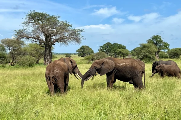 9 -Day Tanzania Safari & Zanzibar Beach Escape