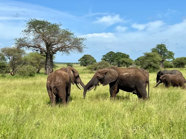 9 -Day Tanzania Safari & Zanzibar Beach Escape