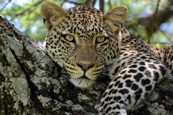 15-DAY TANZANIA SAFARI & ZANZIBAR HOLIDAY