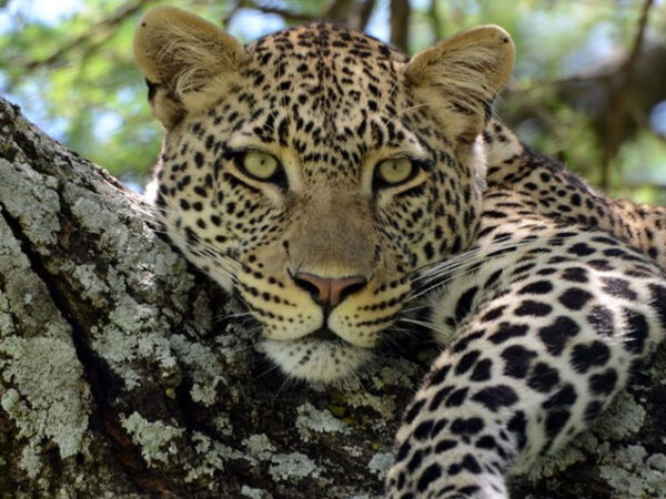 15-DAY TANZANIA SAFARI & ZANZIBAR HOLIDAY