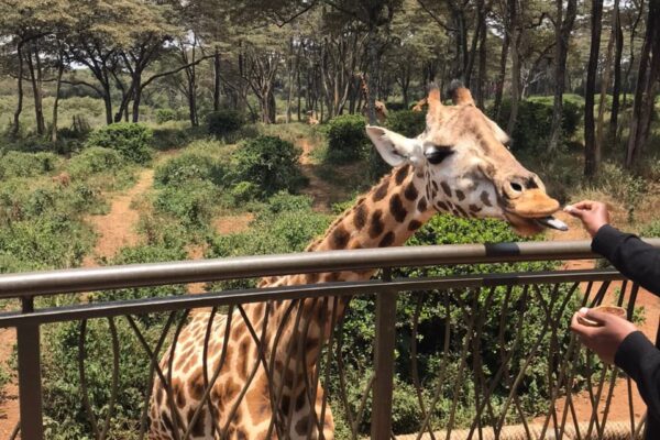 5-Day Safari: Ol Pejeta – Lake Nakuru – Masai Mara