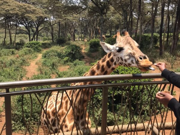 5-Day Safari: Ol Pejeta – Lake Nakuru – Masai Mara