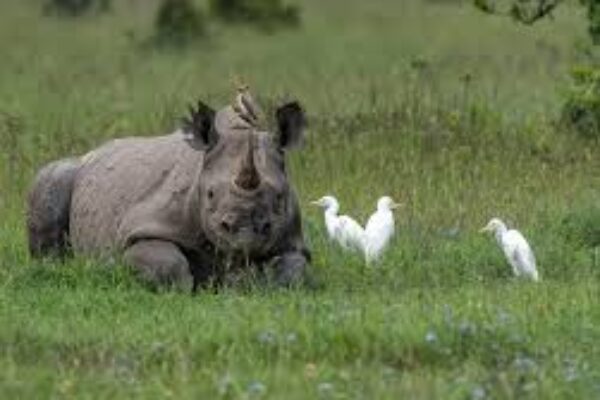 4-Day Luxury Safari – Lake Nakuru & Masai Mara