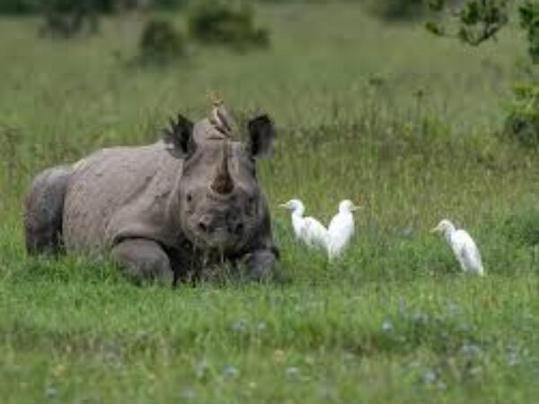 4-Day Luxury Safari – Lake Nakuru & Masai Mara