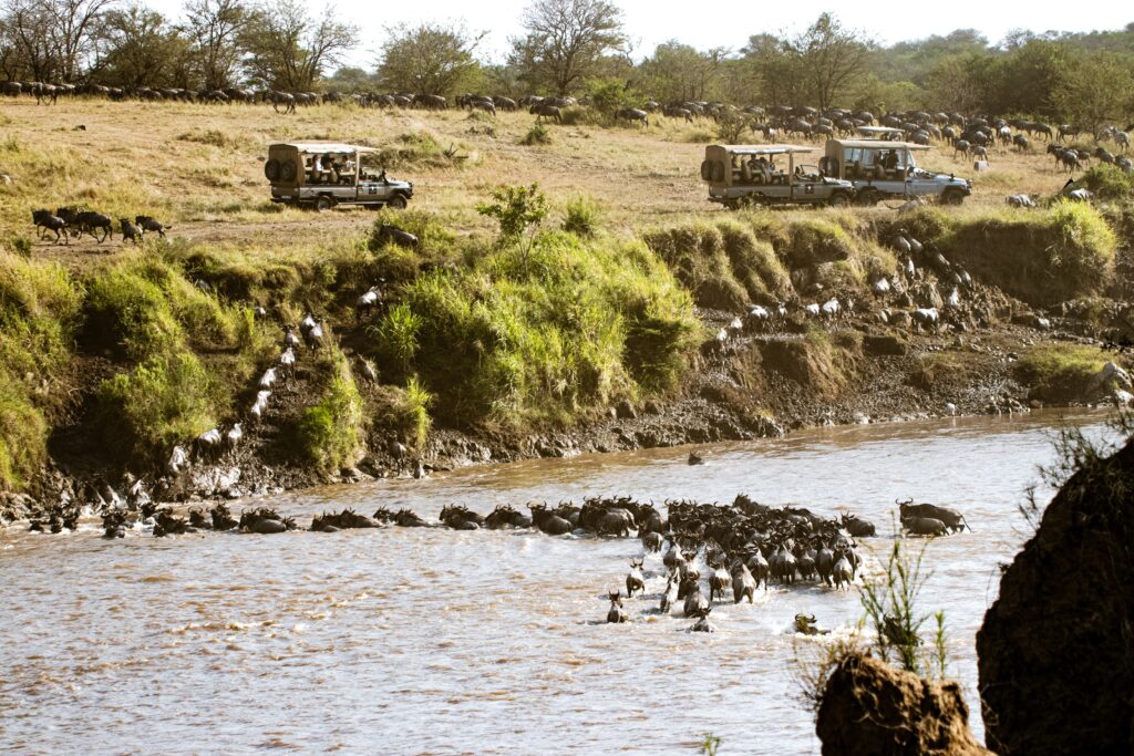 Serengeti vs Ngorongoro: Which Safari is Right for You? – Complete 2026 Guide