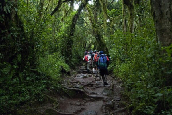 7 Days Mt Kilimanjaro Trekking – Lemosho Route