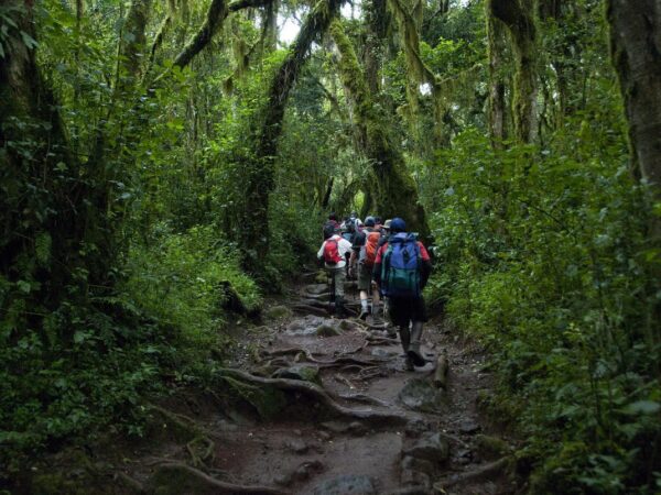 7 Days Mt Kilimanjaro Trekking – Lemosho Route