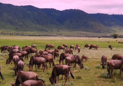 The Great Wildebeests Migration Explained (When & Where to Go) – 2026 Tanzania Safari Guide